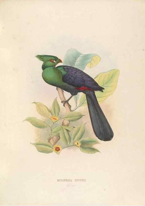 Reproducción/Reproduction 49435916467: De toerako's, afgebeeld en beschreven door H. Schlegel onder medewerking van G. F. Westerman ... Uitg. door het Koninklijk zoölogisch genootschap Natura artis magistra.. Amsterdam,1860.. 
