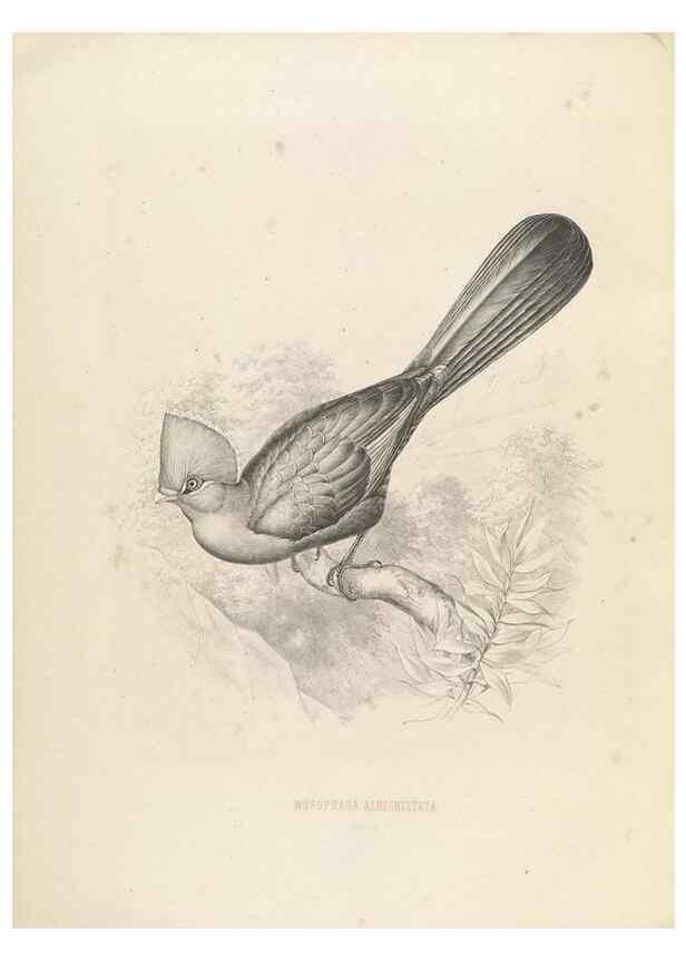 Reproducción/Reproduction 49435694786: De toerako's, afgebeeld en beschreven door H. Schlegel onder medewerking van G. F. Westerman ... Uitg. door het Koninklijk zoölogisch genootschap Natura artis magistra.. Amsterdam,1860.. 