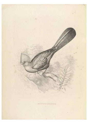 Reproducción/Reproduction 49435694786: De toerako's, afgebeeld en beschreven door H. Schlegel onder medewerking van G. F. Westerman ... Uitg. door het Koninklijk zoölogisch genootschap Natura artis magistra.. Amsterdam,1860.. 