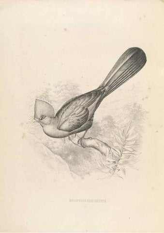 Reproducción/Reproduction 49435694786: De toerako's, afgebeeld en beschreven door H. Schlegel onder medewerking van G. F. Westerman ... Uitg. door het Koninklijk zoölogisch genootschap Natura artis magistra.. Amsterdam,1860.. 