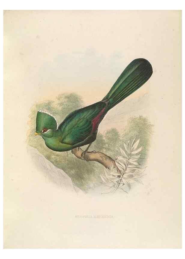 Reproducción/Reproduction 49435695146: De toerako's, afgebeeld en beschreven door H. Schlegel onder medewerking van G. F. Westerman ... Uitg. door het Koninklijk zoölogisch genootschap Natura artis magistra.. Amsterdam,1860.. 