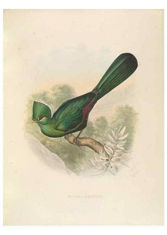 Reproducción/Reproduction 49435695146: De toerako's, afgebeeld en beschreven door H. Schlegel onder medewerking van G. F. Westerman ... Uitg. door het Koninklijk zoölogisch genootschap Natura artis magistra.. Amsterdam,1860.. 