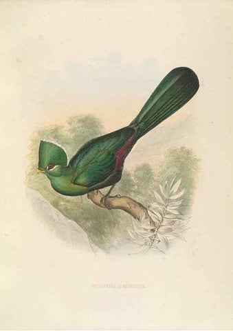 Reproducción/Reproduction 49435695146: De toerako's, afgebeeld en beschreven door H. Schlegel onder medewerking van G. F. Westerman ... Uitg. door het Koninklijk zoölogisch genootschap Natura artis magistra.. Amsterdam,1860.. 