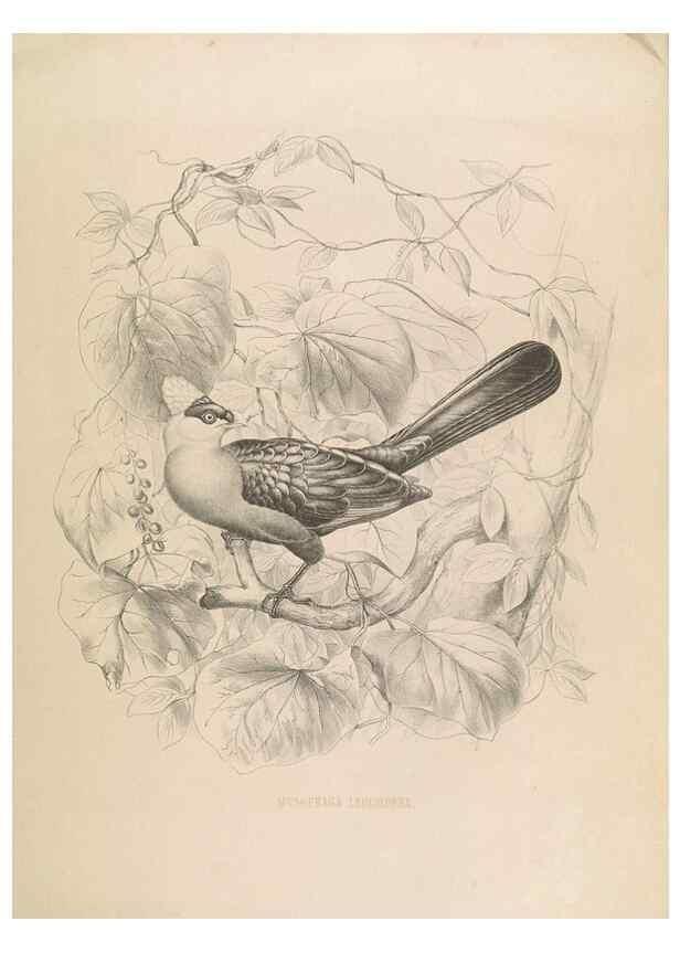 Reproducción/Reproduction 49435690766: De toerako's, afgebeeld en beschreven door H. Schlegel onder medewerking van G. F. Westerman ... Uitg. door het Koninklijk zoölogisch genootschap Natura artis magistra.. Amsterdam,1860.. 