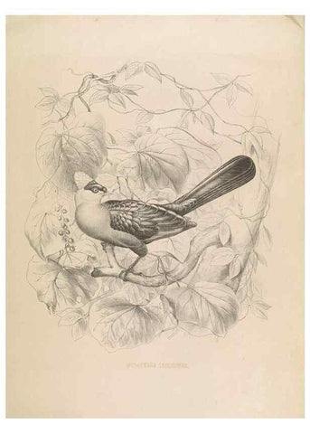 Reproducción/Reproduction 49435690766: De toerako's, afgebeeld en beschreven door H. Schlegel onder medewerking van G. F. Westerman ... Uitg. door het Koninklijk zoölogisch genootschap Natura artis magistra.. Amsterdam,1860.. 