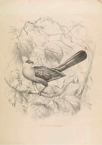 Reproducción/Reproduction 49435690766: De toerako's, afgebeeld en beschreven door H. Schlegel onder medewerking van G. F. Westerman ... Uitg. door het Koninklijk zoölogisch genootschap Natura artis magistra.. Amsterdam,1860.. 