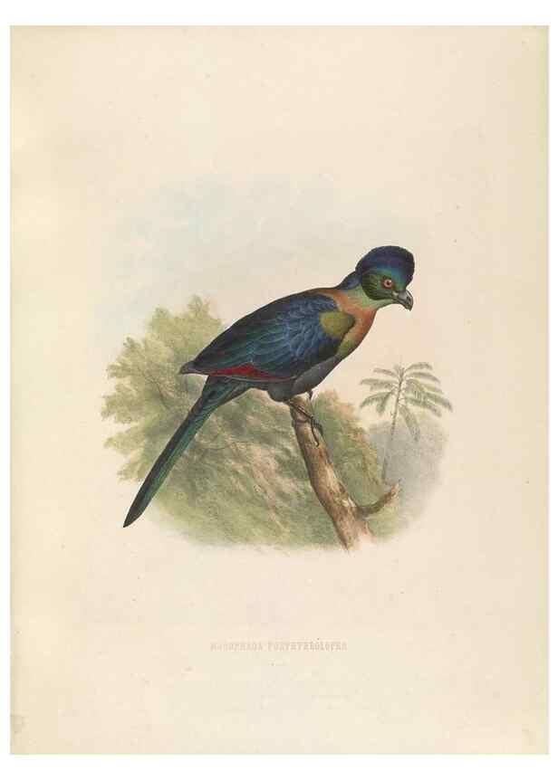 Reproducción/Reproduction 49435912607: De toerako's, afgebeeld en beschreven door H. Schlegel onder medewerking van G. F. Westerman ... Uitg. door het Koninklijk zoölogisch genootschap Natura artis magistra.. Amsterdam,1860.. 