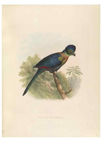 Reproducción/Reproduction 49435912607: De toerako's, afgebeeld en beschreven door H. Schlegel onder medewerking van G. F. Westerman ... Uitg. door het Koninklijk zoölogisch genootschap Natura artis magistra.. Amsterdam,1860.. 