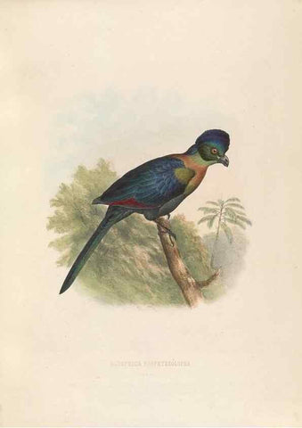 Reproducción/Reproduction 49435912607: De toerako's, afgebeeld en beschreven door H. Schlegel onder medewerking van G. F. Westerman ... Uitg. door het Koninklijk zoölogisch genootschap Natura artis magistra.. Amsterdam,1860.. 
