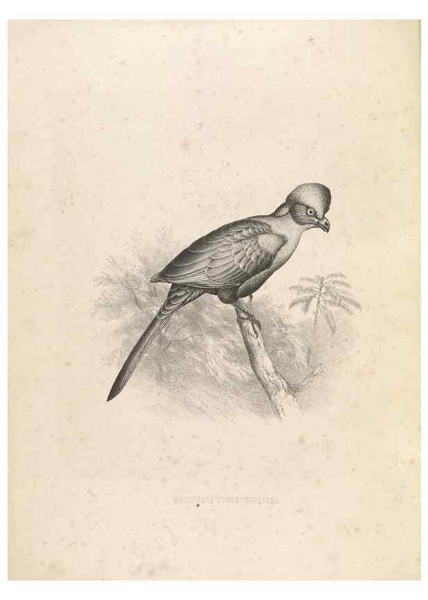 Reproducción/Reproduction 49435912302: De toerako's, afgebeeld en beschreven door H. Schlegel onder medewerking van G. F. Westerman ... Uitg. door het Koninklijk zoölogisch genootschap Natura artis magistra.. Amsterdam,1860.. 