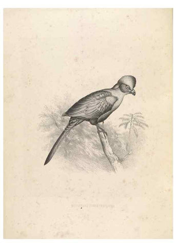Reproducción/Reproduction 49435912302: De toerako's, afgebeeld en beschreven door H. Schlegel onder medewerking van G. F. Westerman ... Uitg. door het Koninklijk zoölogisch genootschap Natura artis magistra.. Amsterdam,1860.. 