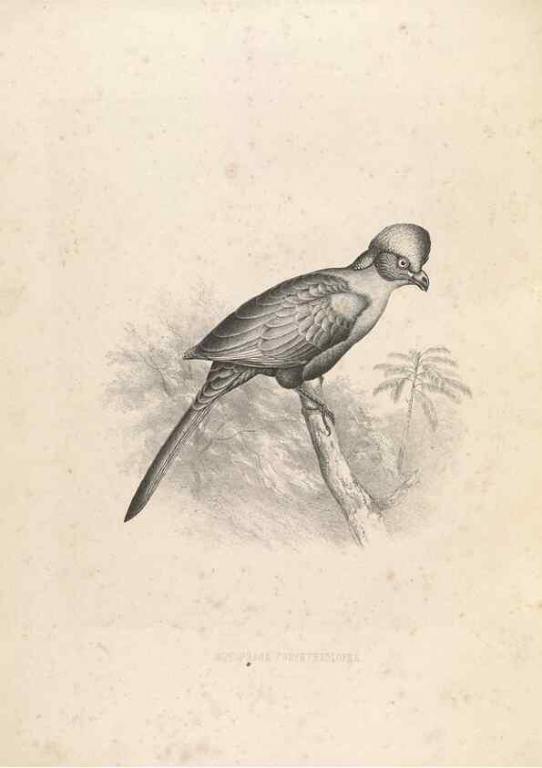 Reproducción/Reproduction 49435912302: De toerako's, afgebeeld en beschreven door H. Schlegel onder medewerking van G. F. Westerman ... Uitg. door het Koninklijk zoölogisch genootschap Natura artis magistra.. Amsterdam,1860.. 