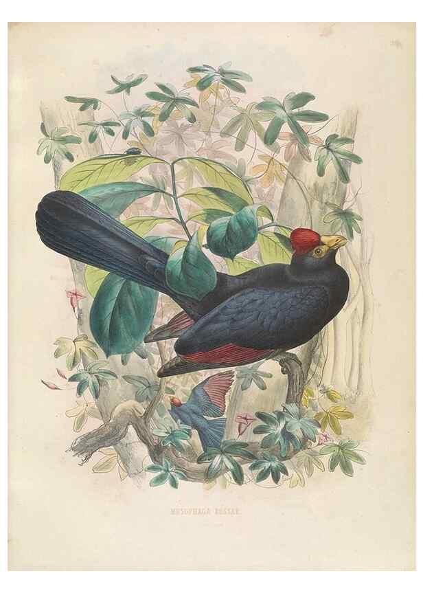 Reproducción/Reproduction 49435911962: De toerako's, afgebeeld en beschreven door H. Schlegel onder medewerking van G. F. Westerman ... Uitg. door het Koninklijk zoölogisch genootschap Natura artis magistra.. Amsterdam,1860.. 