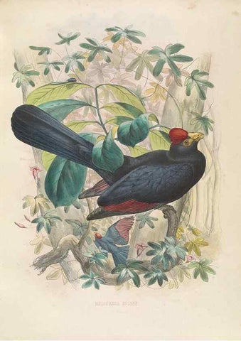 Reproducción/Reproduction 49435911962: De toerako's, afgebeeld en beschreven door H. Schlegel onder medewerking van G. F. Westerman ... Uitg. door het Koninklijk zoölogisch genootschap Natura artis magistra.. Amsterdam,1860.. 