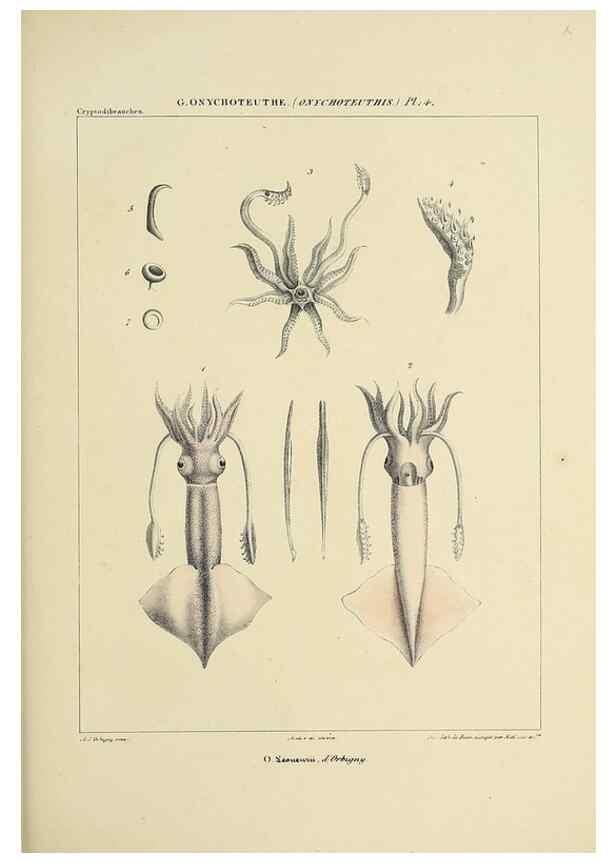 Reproducción/Reproduction 49434946926: Histoire naturelle, générale et particulière des céphalopodes acétabuifères viants, et fossiles :. Paris :Impr. de A. Lacour,1835-1848.. 