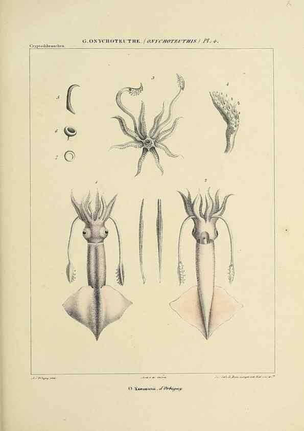 Reproducción/Reproduction 49434946926: Histoire naturelle, générale et particulière des céphalopodes acétabuifères viants, et fossiles :. Paris :Impr. de A. Lacour,1835-1848.. 