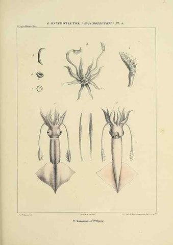 Reproducción/Reproduction 49434946926: Histoire naturelle, générale et particulière des céphalopodes acétabuifères viants, et fossiles :. Paris :Impr. de A. Lacour,1835-1848.. 