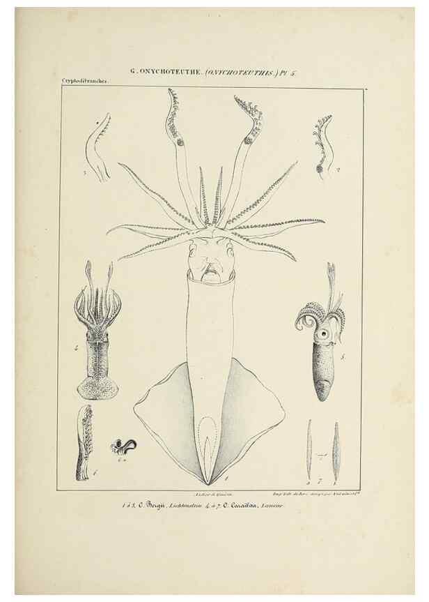 Reproducción/Reproduction 49434947366: Histoire naturelle, générale et particulière des céphalopodes acétabuifères viants, et fossiles :. Paris :Impr. de A. Lacour,1835-1848.. 