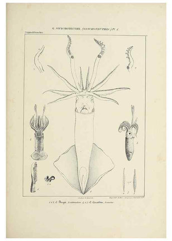 Reproducción/Reproduction 49434947366: Histoire naturelle, générale et particulière des céphalopodes acétabuifères viants, et fossiles :. Paris :Impr. de A. Lacour,1835-1848.. 