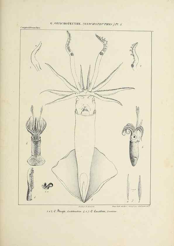 Reproducción/Reproduction 49434947366: Histoire naturelle, générale et particulière des céphalopodes acétabuifères viants, et fossiles :. Paris :Impr. de A. Lacour,1835-1848.. 
