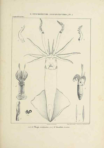 Reproducción/Reproduction 49434947366: Histoire naturelle, générale et particulière des céphalopodes acétabuifères viants, et fossiles :. Paris :Impr. de A. Lacour,1835-1848.. 