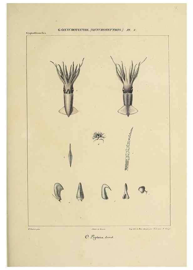 Reproducción/Reproduction 49434473323: Histoire naturelle, générale et particulière des céphalopodes acétabuifères viants, et fossiles :. Paris :Impr. de A. Lacour,1835-1848.. 