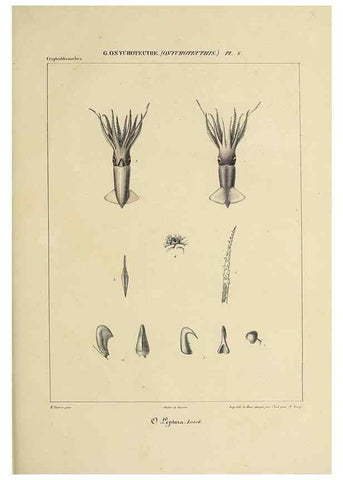 Reproducción/Reproduction 49434473323: Histoire naturelle, générale et particulière des céphalopodes acétabuifères viants, et fossiles :. Paris :Impr. de A. Lacour,1835-1848.. 