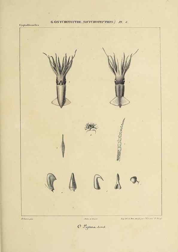 Reproducción/Reproduction 49434473323: Histoire naturelle, générale et particulière des céphalopodes acétabuifères viants, et fossiles :. Paris :Impr. de A. Lacour,1835-1848.. 
