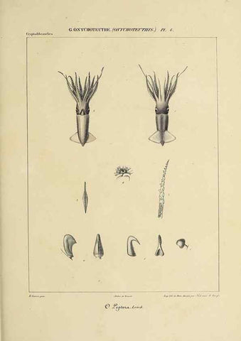 Reproducción/Reproduction 49434473323: Histoire naturelle, générale et particulière des céphalopodes acétabuifères viants, et fossiles :. Paris :Impr. de A. Lacour,1835-1848.. 