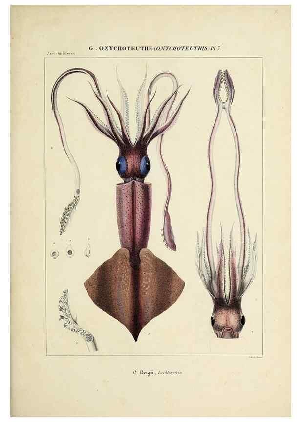 Reproducción/Reproduction 49434473683: Histoire naturelle, générale et particulière des céphalopodes acétabuifères viants, et fossiles :. Paris :Impr. de A. Lacour,1835-1848.. 
