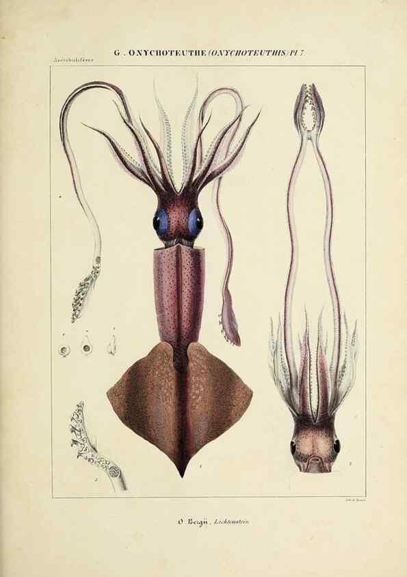 Reproducción/Reproduction 49434473683: Histoire naturelle, générale et particulière des céphalopodes acétabuifères viants, et fossiles :. Paris :Impr. de A. Lacour,1835-1848.. 