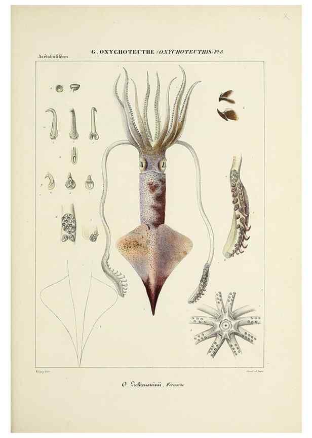 Reproducción/Reproduction 49434948506: Histoire naturelle, générale et particulière des céphalopodes acétabuifères viants, et fossiles :. Paris :Impr. de A. Lacour,1835-1848.. 