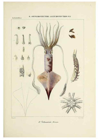 Reproducción/Reproduction 49434948506: Histoire naturelle, générale et particulière des céphalopodes acétabuifères viants, et fossiles :. Paris :Impr. de A. Lacour,1835-1848.. 