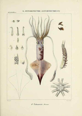 Reproducción/Reproduction 49434948506: Histoire naturelle, générale et particulière des céphalopodes acétabuifères viants, et fossiles :. Paris :Impr. de A. Lacour,1835-1848.. 