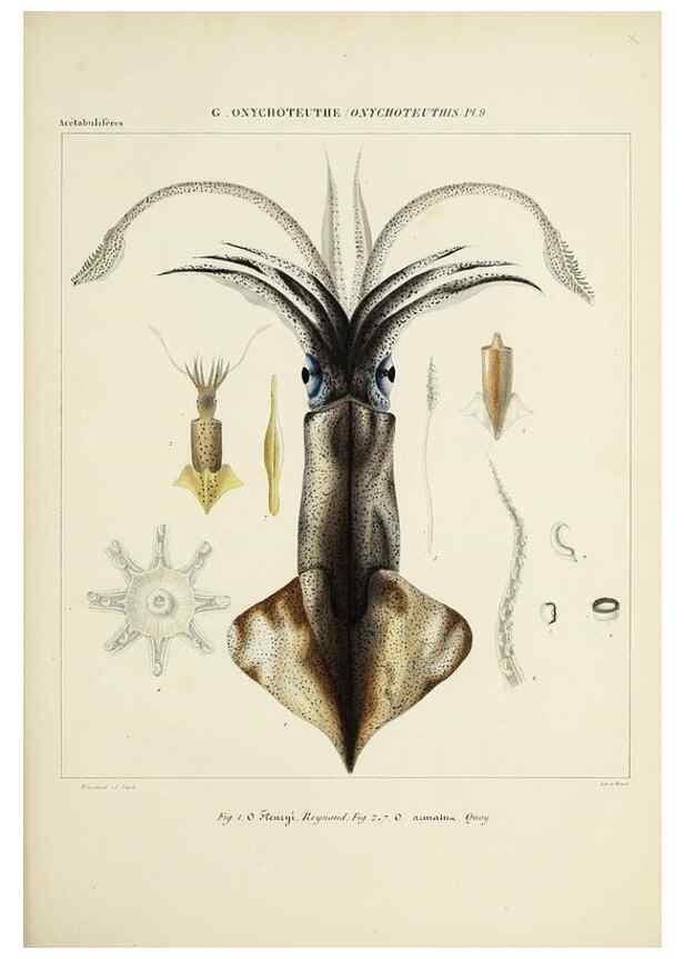 Reproducción/Reproduction 49435171287: Histoire naturelle, générale et particulière des céphalopodes acétabuifères viants, et fossiles :. Paris :Impr. de A. Lacour,1835-1848.. 