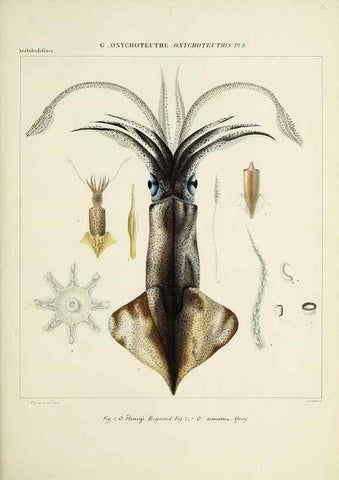 Reproducción/Reproduction 49435171287: Histoire naturelle, générale et particulière des céphalopodes acétabuifères viants, et fossiles :. Paris :Impr. de A. Lacour,1835-1848.. 