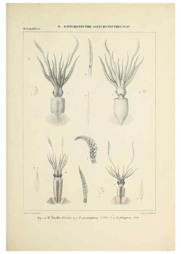 Reproducción/Reproduction 49435171557: Histoire naturelle, générale et particulière des céphalopodes acétabuifères viants, et fossiles :. Paris :Impr. de A. Lacour,1835-1848.. 