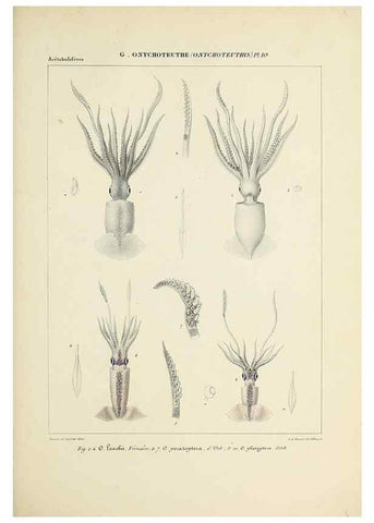 Reproducción/Reproduction 49435171557: Histoire naturelle, générale et particulière des céphalopodes acétabuifères viants, et fossiles :. Paris :Impr. de A. Lacour,1835-1848.. 