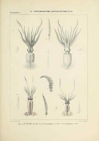 Reproducción/Reproduction 49435171557: Histoire naturelle, générale et particulière des céphalopodes acétabuifères viants, et fossiles :. Paris :Impr. de A. Lacour,1835-1848.. 