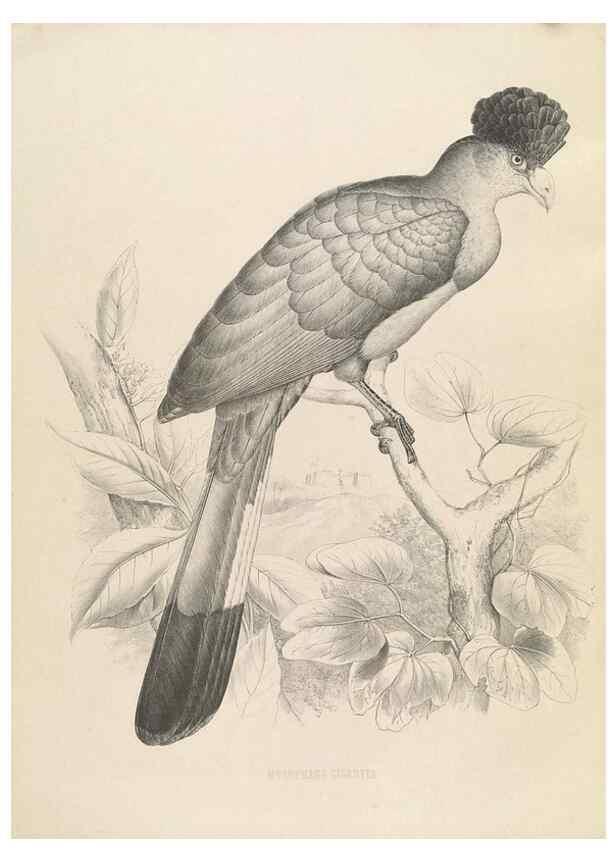 Reproducción/Reproduction 49435917402: De toerako's, afgebeeld en beschreven door H. Schlegel onder medewerking van G. F. Westerman ... Uitg. door het Koninklijk zoölogisch genootschap Natura artis magistra.. Amsterdam,1860.. 