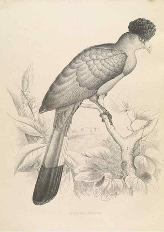 Reproducción/Reproduction 49435917402: De toerako's, afgebeeld en beschreven door H. Schlegel onder medewerking van G. F. Westerman ... Uitg. door het Koninklijk zoölogisch genootschap Natura artis magistra.. Amsterdam,1860.. 