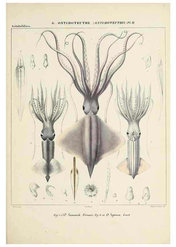 Reproducción/Reproduction 49434949596: Histoire naturelle, générale et particulière des céphalopodes acétabuifères viants, et fossiles :. Paris :Impr. de A. Lacour,1835-1848.. 