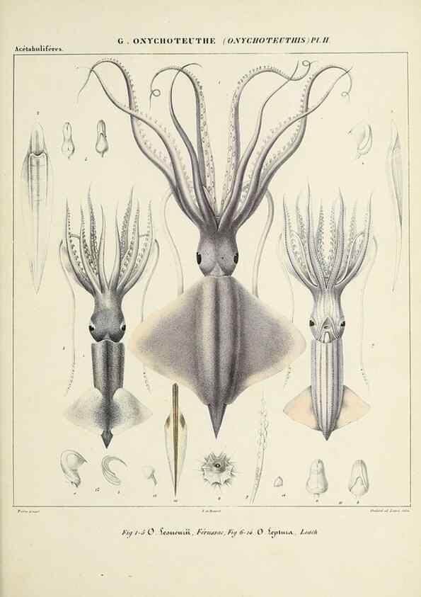 Reproducción/Reproduction 49434949596: Histoire naturelle, générale et particulière des céphalopodes acétabuifères viants, et fossiles :. Paris :Impr. de A. Lacour,1835-1848.. 