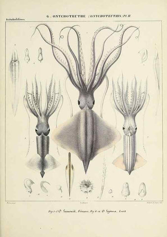 Reproducción/Reproduction 49434949596: Histoire naturelle, générale et particulière des céphalopodes acétabuifères viants, et fossiles :. Paris :Impr. de A. Lacour,1835-1848.. 