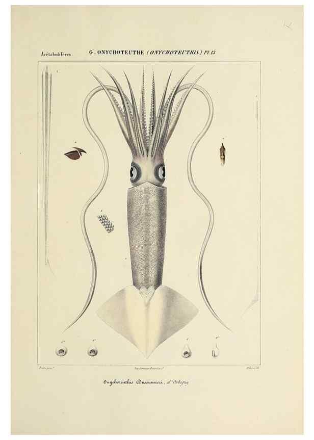 Reproducción/Reproduction 49435172562: Histoire naturelle, générale et particulière des céphalopodes acétabuifères viants, et fossiles :. Paris :Impr. de A. Lacour,1835-1848.. 