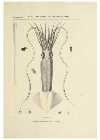 Reproducción/Reproduction 49435172562: Histoire naturelle, générale et particulière des céphalopodes acétabuifères viants, et fossiles :. Paris :Impr. de A. Lacour,1835-1848.. 