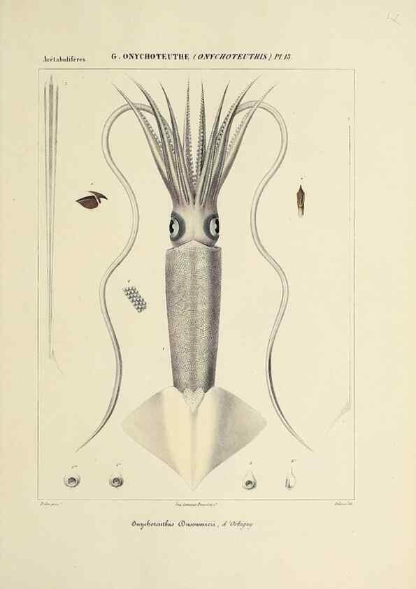 Reproducción/Reproduction 49435172562: Histoire naturelle, générale et particulière des céphalopodes acétabuifères viants, et fossiles :. Paris :Impr. de A. Lacour,1835-1848.. 