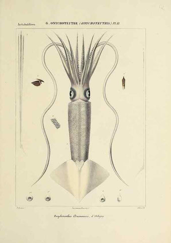 Reproducción/Reproduction 49435172562: Histoire naturelle, générale et particulière des céphalopodes acétabuifères viants, et fossiles :. Paris :Impr. de A. Lacour,1835-1848.. 