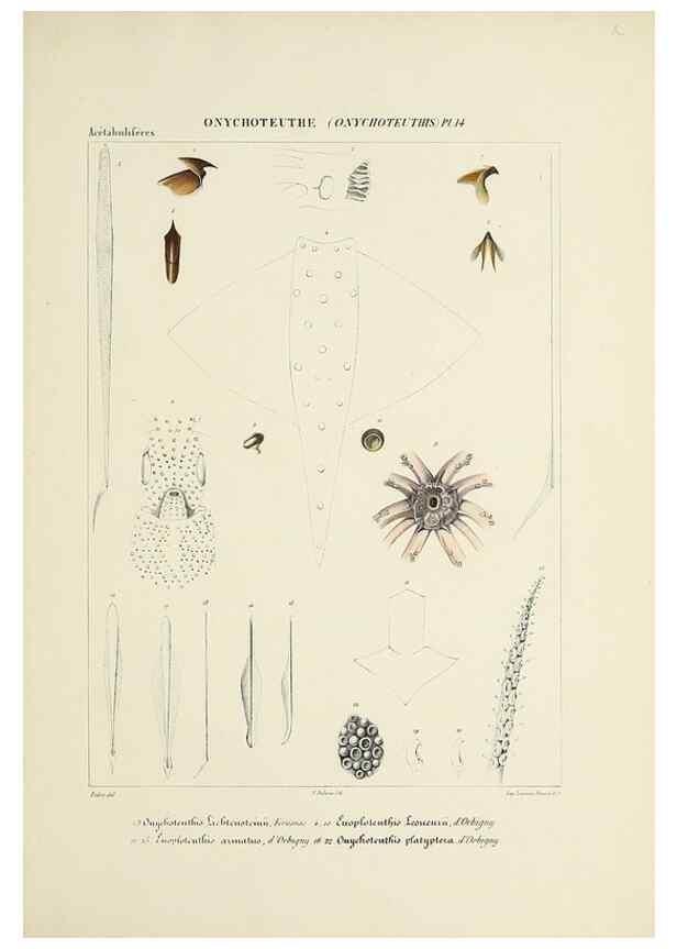Reproducción/Reproduction 49434950606: Histoire naturelle, générale et particulière des céphalopodes acétabuifères viants, et fossiles :. Paris :Impr. de A. Lacour,1835-1848.. 