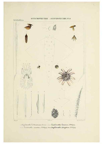 Reproducción/Reproduction 49434950606: Histoire naturelle, générale et particulière des céphalopodes acétabuifères viants, et fossiles :. Paris :Impr. de A. Lacour,1835-1848.. 